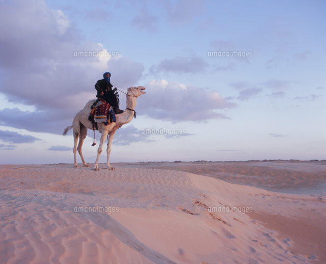 サハラ砂漠の夕景とラクダと砂漠の民 の写真素材 イラスト素材 アマナイメージズ