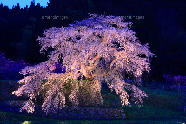 又兵衛桜 本郷の瀧桜 のライトアップ の写真素材 イラスト素材 アマナイメージズ