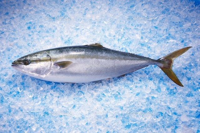 氷見産の天然の寒ブリ の写真素材 イラスト素材 アマナイメージズ 氷見産の天然の寒ブリ の写真素材 イラスト素材 アマナイメージズ