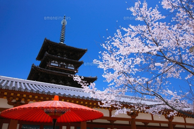 薬師寺東塔と桜と和傘と青空[26121007071]の写真・イラスト素材