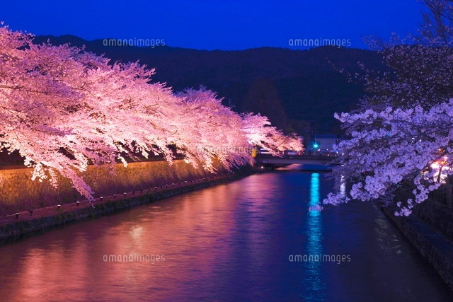 ライトアップの岡崎桜回廊[26121010398]の写真・イラスト素材