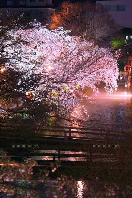 ライトアップの祇園白川の夜桜 の写真素材 イラスト素材 アマナイメージズ