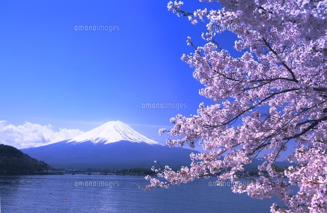 桜と雪の富士山と河口湖 の写真素材 イラスト素材 アマナイメージズ