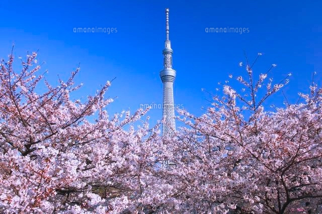 東京スカイツリーとサクラの咲く隅田公園と隅田川[26121010826]の写真