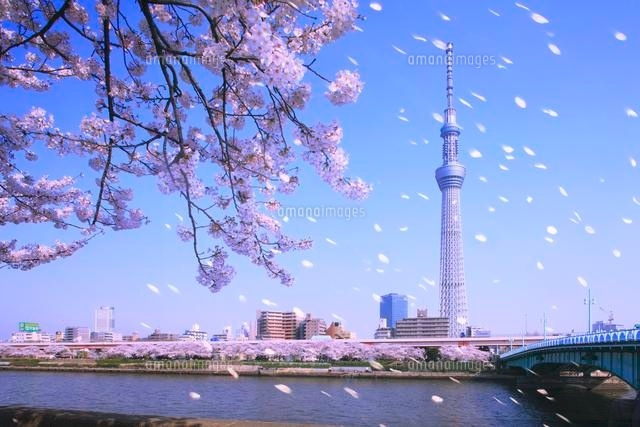 ◉真作保証◉はりたつお◉春の隅田川と東京スカイツリー◉24/300 サイン有り◉ 東京スカイツリーとサクラの咲く隅田公園と隅田川[26121010826