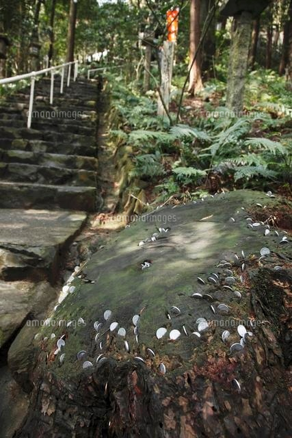 立木観音 の写真素材 イラスト素材 アマナイメージズ