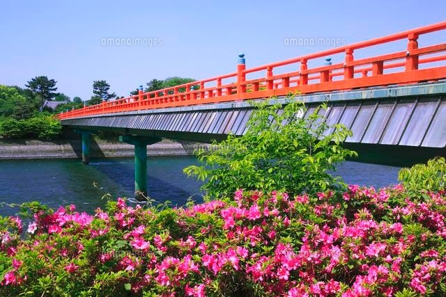 宇治川の朝霧橋とツツジ の写真素材 イラスト素材 アマナイメージズ