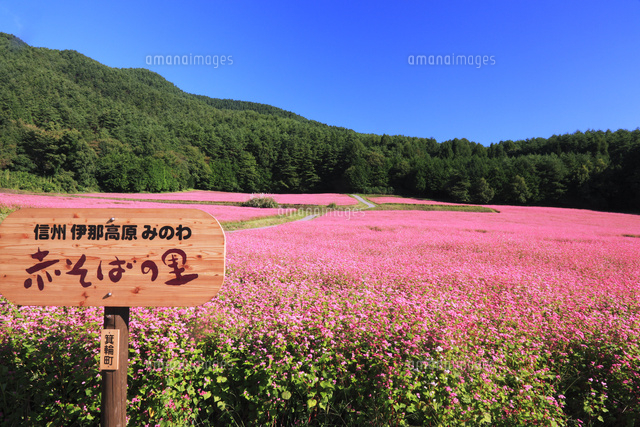 赤そばの里 の写真素材 イラスト素材 アマナイメージズ