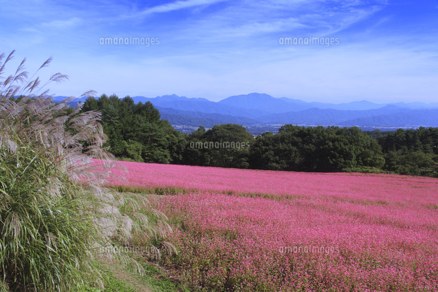 赤そばの里と南アルプスの山々 の写真素材 イラスト素材 アマナイメージズ