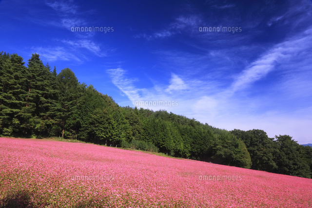 赤そばの里のお花畑 の写真素材 イラスト素材 アマナイメージズ