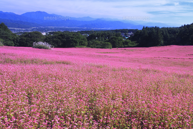 赤そばの里のお花畑 の写真素材 イラスト素材 アマナイメージズ
