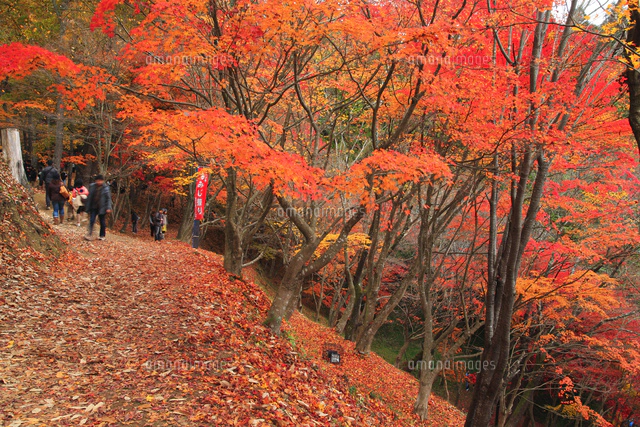 紅葉の最上山公園もみじ山[26121012825]の写真・イラスト素材｜アマナ
