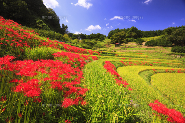 明日香村の棚田と彼岸花 の写真素材 イラスト素材 アマナイメージズ