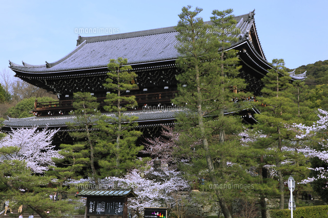 サクラの知恩院 の写真素材 イラスト素材 アマナイメージズ