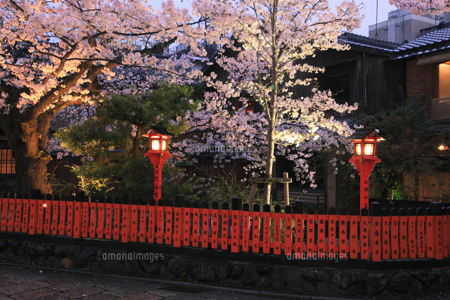 祇園白川の桜のライトアップ の写真素材 イラスト素材 アマナイメージズ