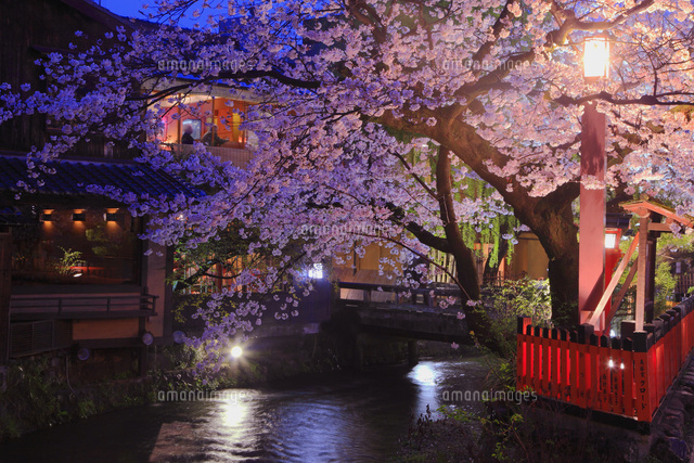 祇園白川の桜のライトアップ の写真素材 イラスト素材 アマナイメージズ