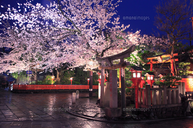 祇園白川の桜のライトアップ の写真素材 イラスト素材 アマナイメージズ