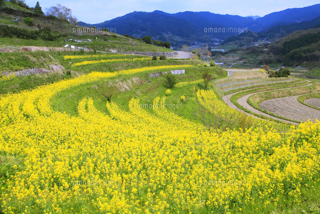 明日香村の菜の花畑 の写真素材 イラスト素材 アマナイメージズ