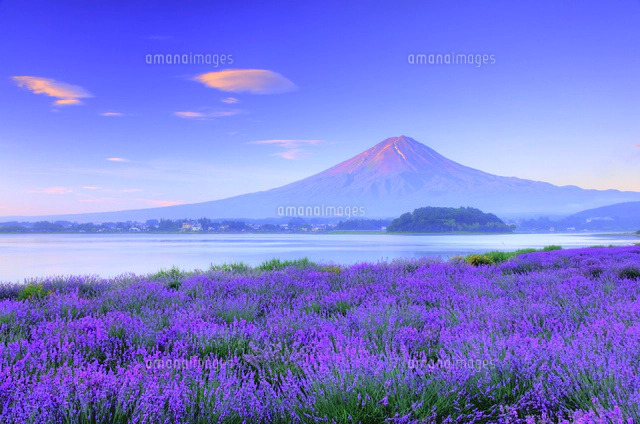 富士山とラベンダー［61センチ×51センチ］油彩画 ラベンダーと朝焼けの富士山[26121015276]の写真・イラスト素材