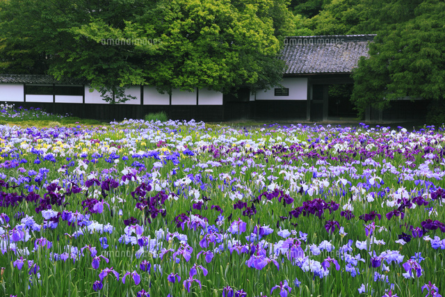 加茂花菖蒲園 の写真素材 イラスト素材 アマナイメージズ