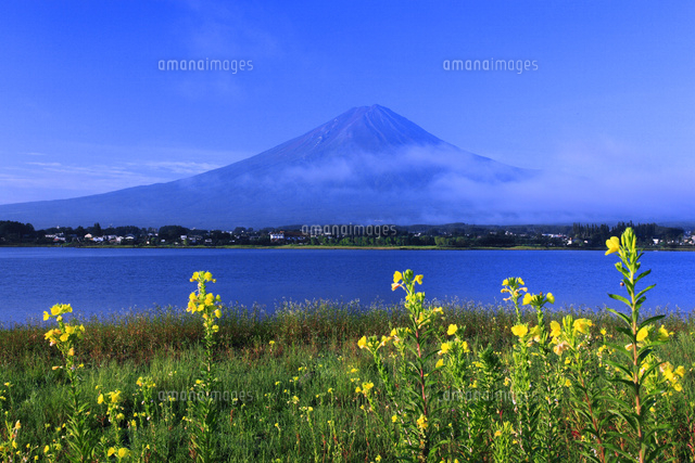 富士山と月見草 の写真素材 イラスト素材 アマナイメージズ