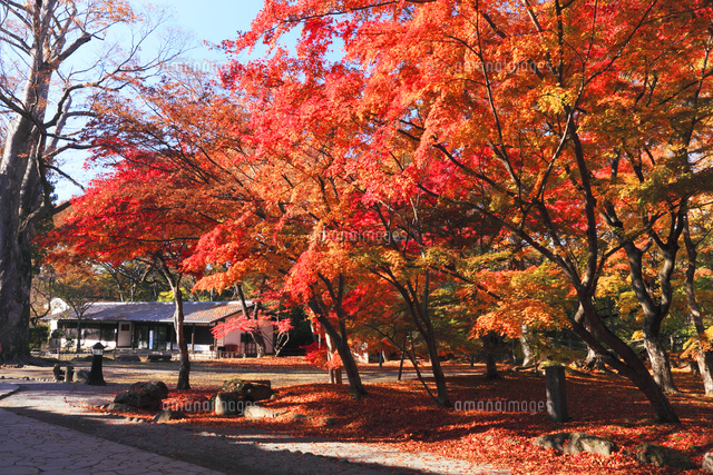 紅葉の小諸城址の懐古園 の写真素材 イラスト素材 アマナイメージズ