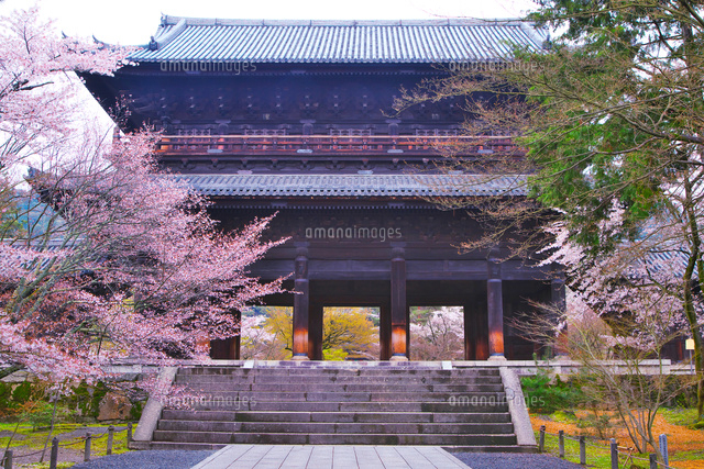 桜の南禅寺三門[26121018787]の写真・イラスト素材｜アマナイメージズ