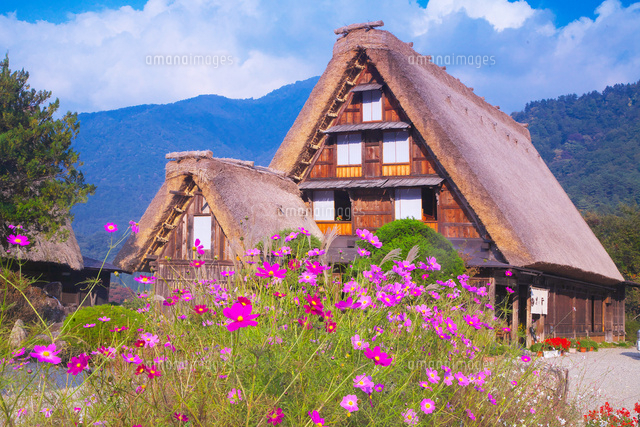 コスモスと白川郷の合掌村 の写真素材 イラスト素材 アマナイメージズ
