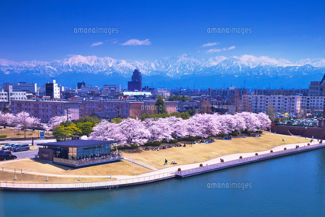 サクラの咲く富岩運河環水公園[26121018913]の写真・イラスト