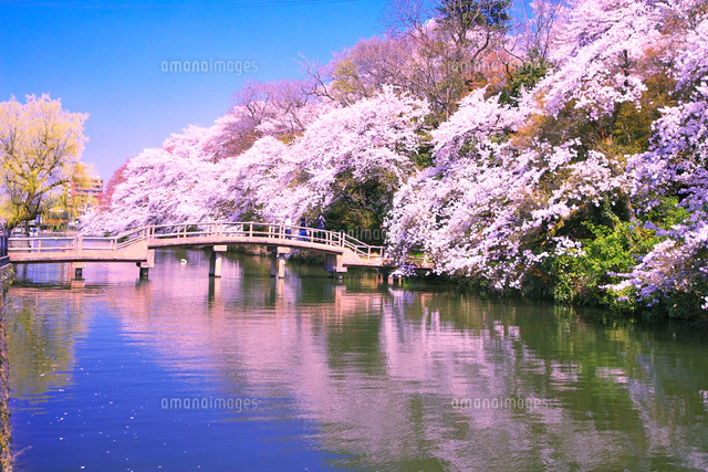 サクラの咲く富岩運河環水公園[26121018913]の写真・イラスト素材