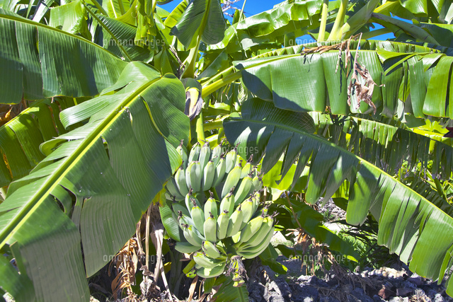 島バナナ の写真素材 イラスト素材 アマナイメージズ