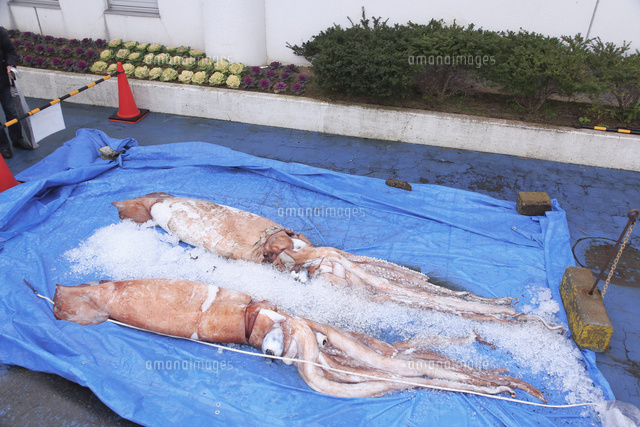 ダイオウイカ の写真素材 イラスト素材 アマナイメージズ