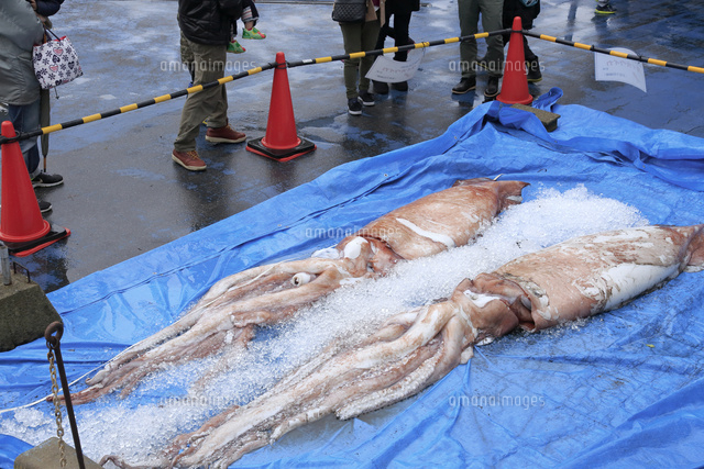 ダイオウイカ の写真素材 イラスト素材 アマナイメージズ