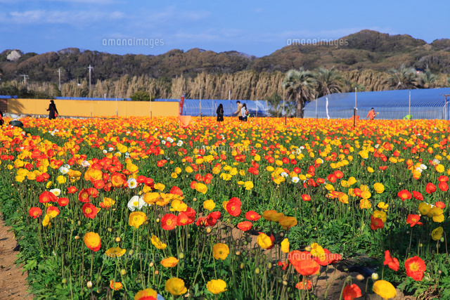 ポピーの館山ファミリーパーク の写真素材 イラスト素材 アマナイメージズ
