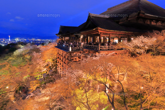 サクラのライトアップと清水寺の夕景 の写真素材 イラスト素材 アマナイメージズ