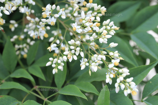 ナンテンの花 の写真素材 イラスト素材 アマナイメージズ