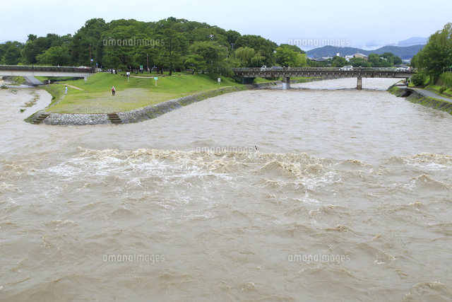 台風11号による高野川の増水[26121026087]の写真・イラスト素材