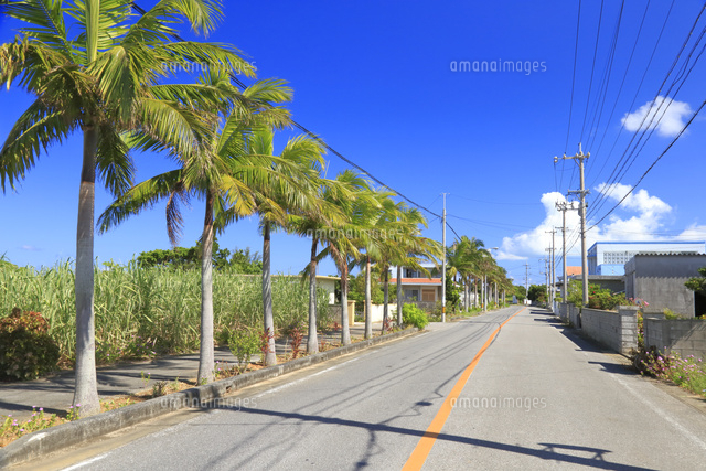 ヤシの木の街路樹とサトウキビ畑[26121027559]の写真・イラスト素材