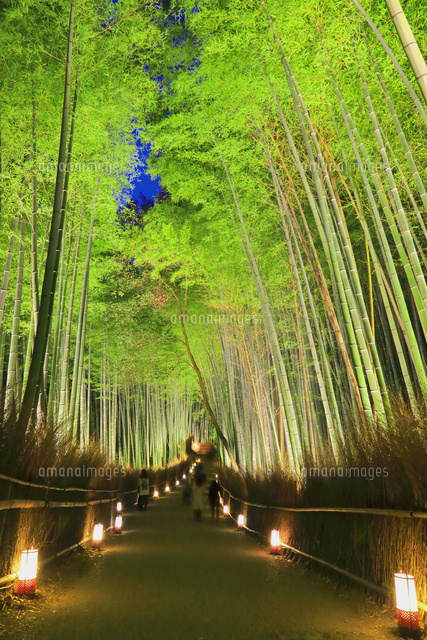 嵐山花灯路 の写真素材 イラスト素材 アマナイメージズ