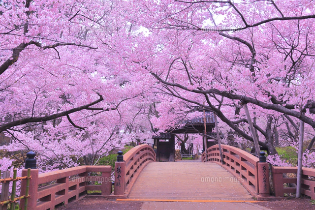 朝のサクラの高遠城址公園[26121029927]の写真・イラスト素材｜アマナ