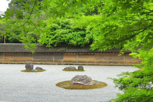 新緑の龍安寺[26121031000]の写真・イラスト素材｜アマナイメージズ