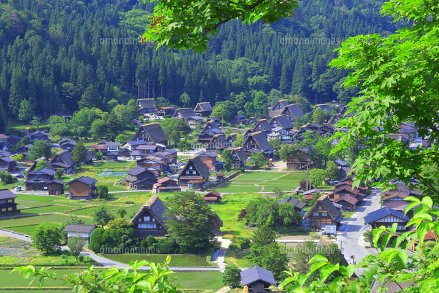 夏の白川郷[26121032736]の写真・イラスト素材｜アマナイメージズ