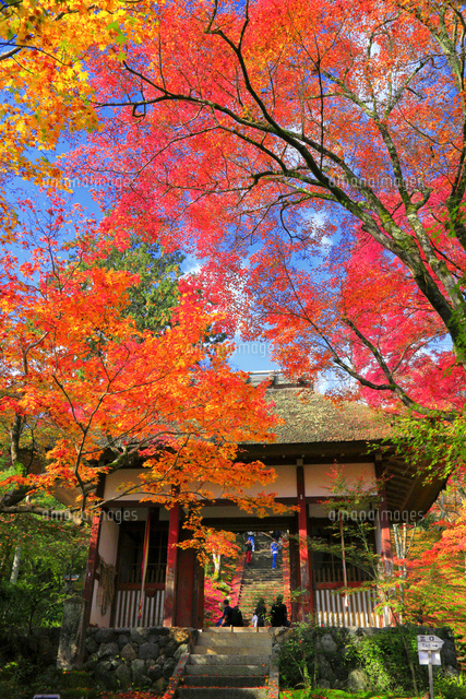 風景画「紅葉の常寂光寺Ⅱ」油彩画 F10 京都・嵯峨野 張り