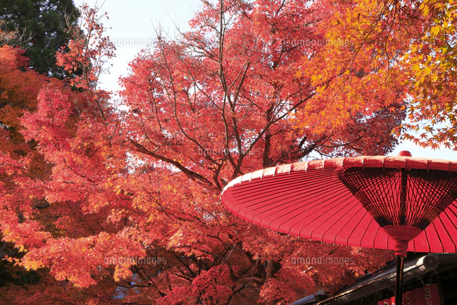 秋の紅葉と和傘 の写真素材 イラスト素材 アマナイメージズ