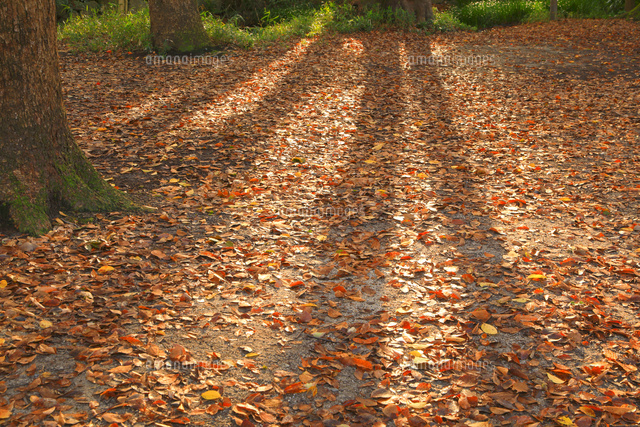 紅葉の糺の森 の写真素材 イラスト素材 アマナイメージズ
