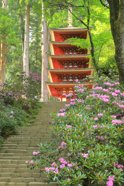 シャクナゲの咲く室生寺 の写真素材 イラスト素材 アマナイメージズ