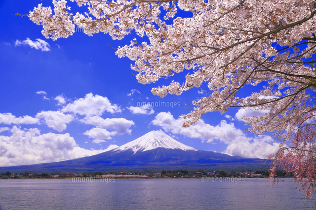 富士山と桜[26121034138]の写真・イラスト素材｜アマナイメージズ