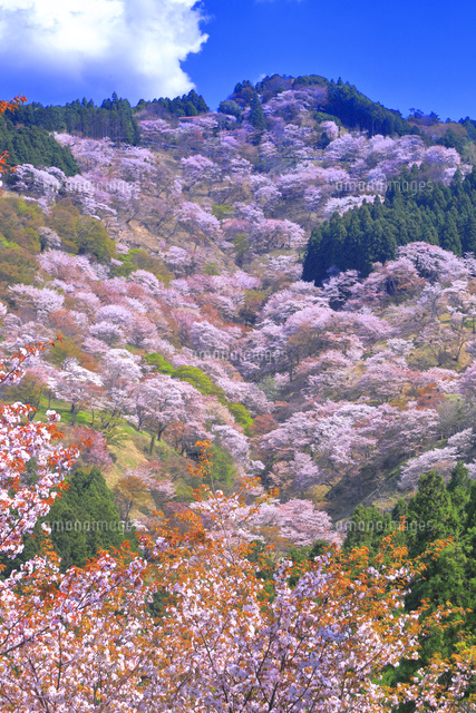 桜の咲く吉野山[26121034127]の写真・イラスト素材｜アマナイメージズ