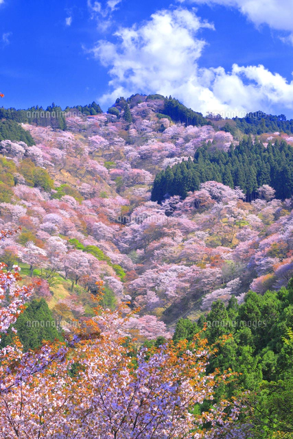 桜の咲く吉野山[26121034127]の写真・イラスト素材｜アマナイメージズ