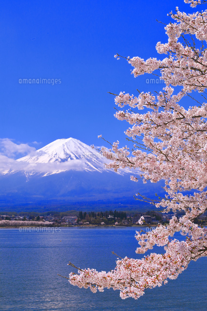 富士山と桜 の写真素材 イラスト素材 アマナイメージズ